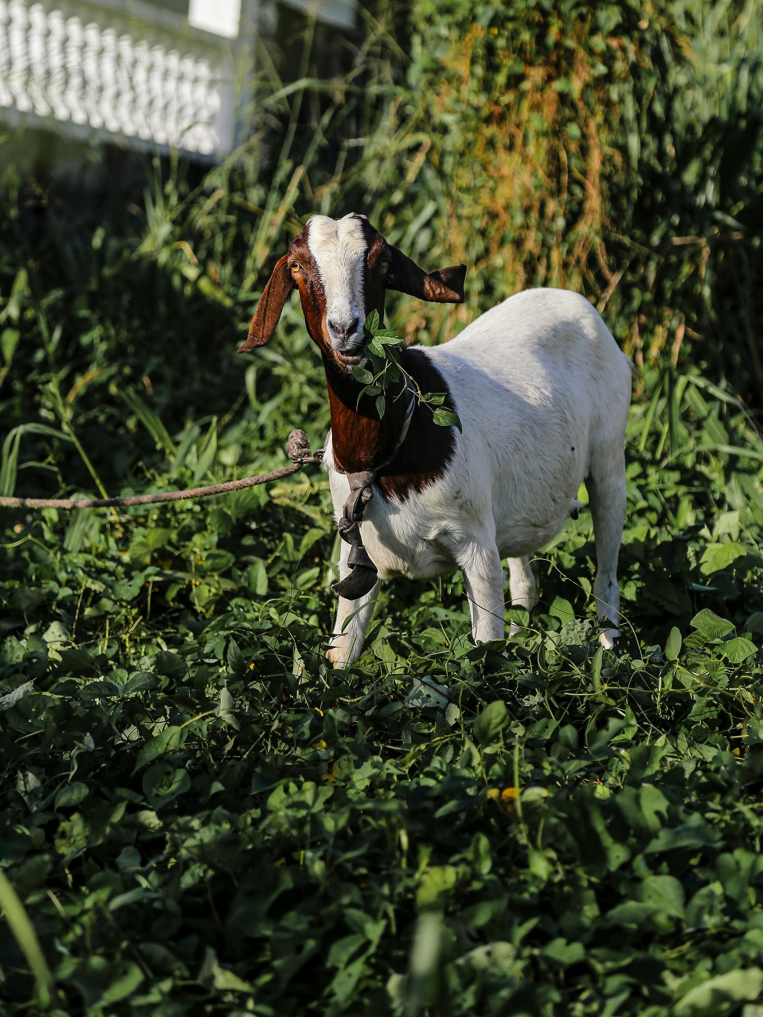 Goats grazing on a hillside clearing brush